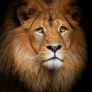 Meet your Posher, Alfonso